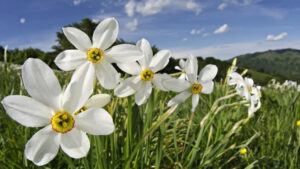 Narcis cvet ljubavi